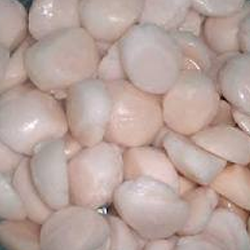 Seafood: Bay Scallops